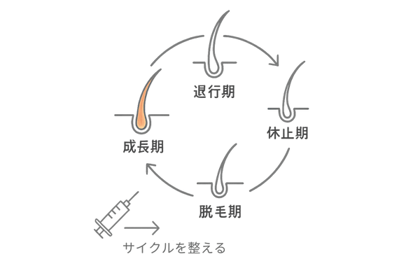 毛髪成長サイクルとHARG療法