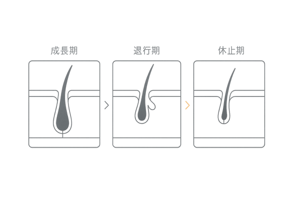 毛周期の図解|成長期・退行期・休止期の流れ(男性向け育毛ガイド)
