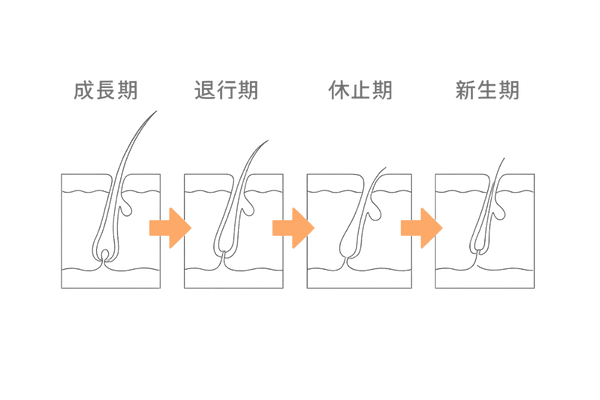初期脱毛のヘアサイクル図解