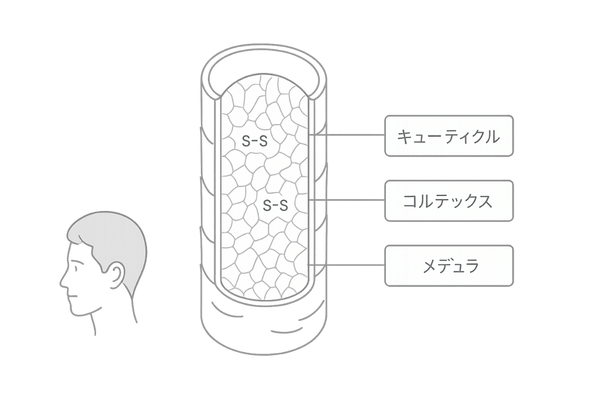 髪の3層構造とケラチンの役割|キューティクル・コルテックス・メデュラの図解