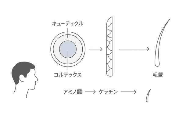 ケラチンと髪の構造図|コルテックス・キューティクルの役割(ケラチンサプリの基礎)