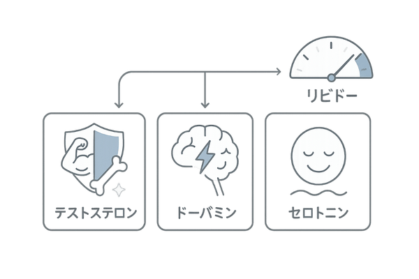 リビドーに関わる3つのホルモン(テストステロン・ドーパミン・セロトニン)の役割図