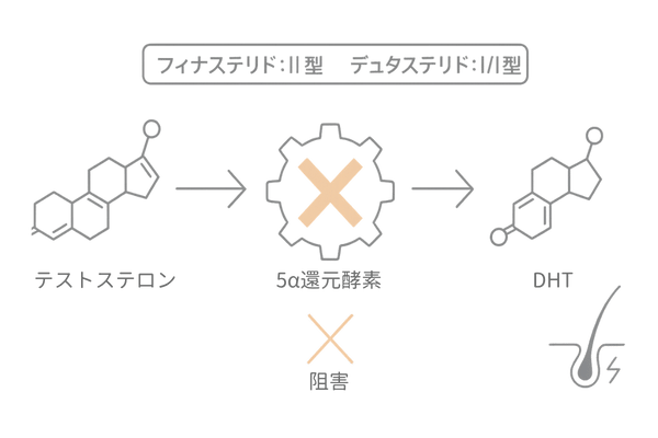 AGA治療薬(フィナステリド・デュタステリド)によるDHT抑制の仕組み図