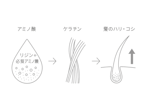 リジンと髪|リジン+必須アミノ酸→ケラチン→髪のハリ・コシの3ステップ図
