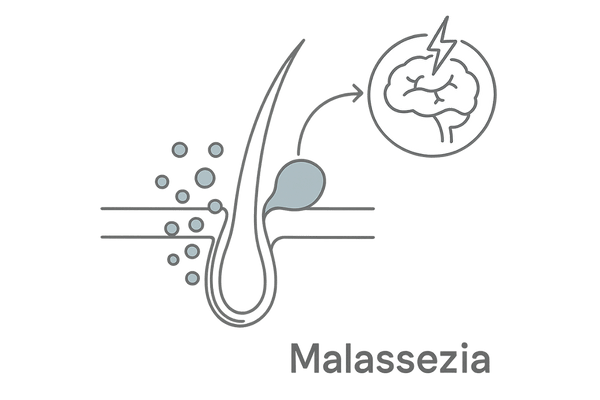 マラセチア毛包炎とストレスホルモンの関係イラスト