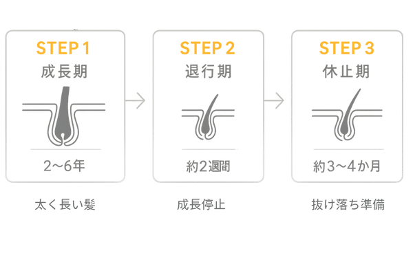 ヘアサイクル図(成長期・退行期・休止期)を横長フローで示したイラスト