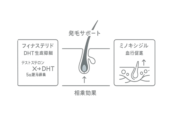 ミノフィナとは｜ミノキシジルとフィナステリドの役割と相乗効果 図解