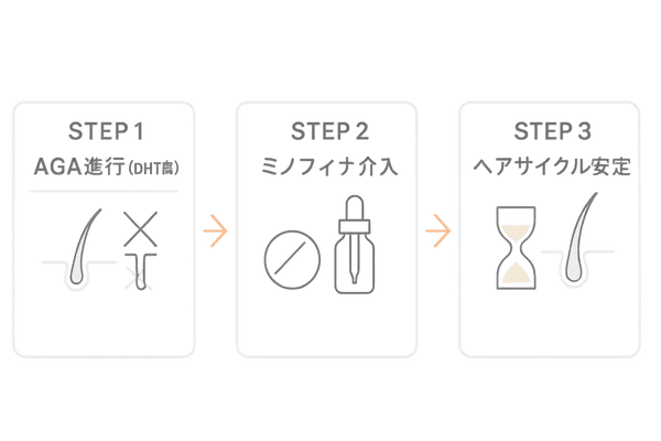 ミノフィナの作用機序｜DHT抑制と血行促進でヘアサイクルを整えるフロー図