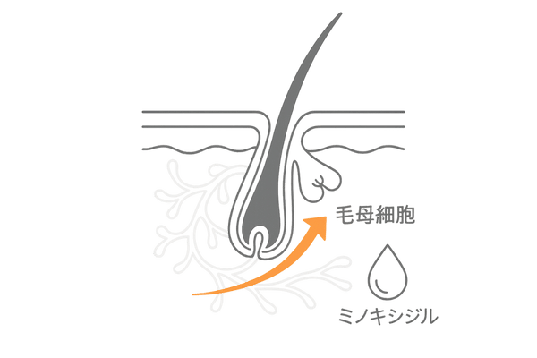 頭皮血行促進と毛母細胞活性化のイメージ