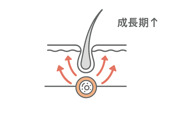 ミノキシジルの作用メカニズム|血行促進と毛母細胞活性化