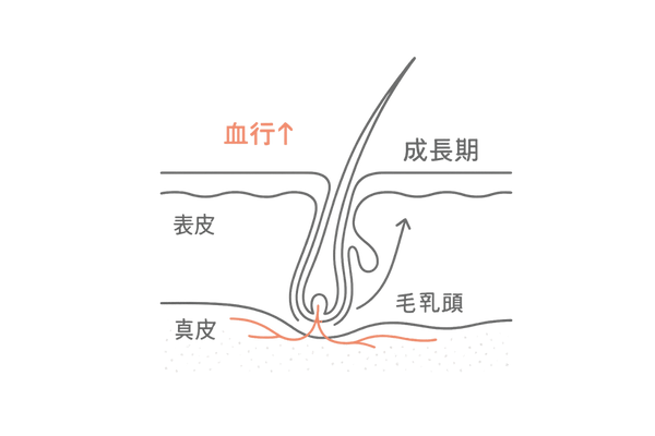 ミノキシジルの作用図解|頭皮血行促進と成長期延長のイメージ