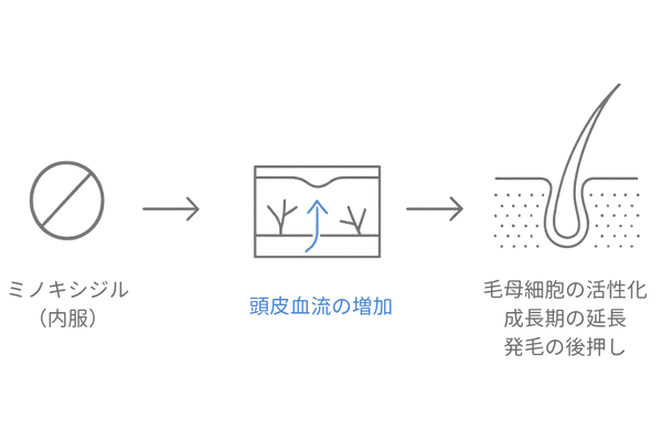 ミノキシジルタブレットの作用機序｜血流改善と発毛サイクルの図解