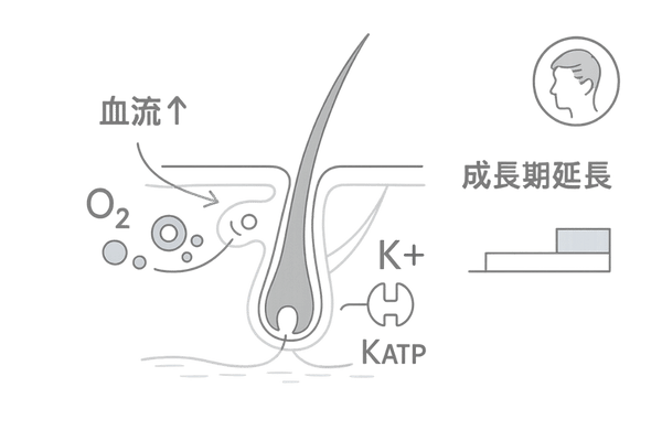 ミノキシジルタブレットの発毛メカニズム図|血管拡張・KATPチャネル・成長期延長の概念