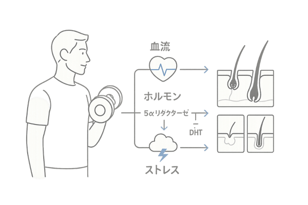 筋トレと発毛のメカニズム図解｜血流・ホルモン・ストレスが髪に及ぼす影響
