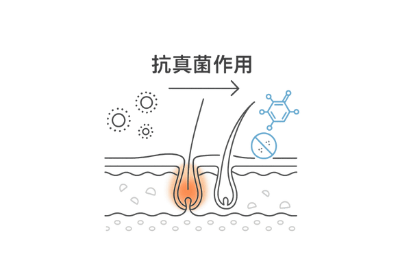 ケトコナゾールが頭皮真菌を抑制する仕組み