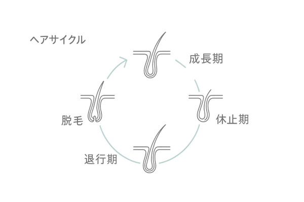 髪の成長サイクル図｜成長期・退行期・休止期の目安と抜け毛の仕組み