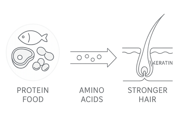 タンパク質が髪を構成する仕組みイラスト