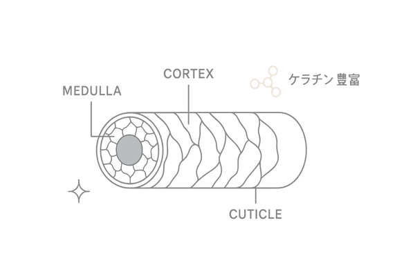 髪の構造とケラチンの関係を示す図解