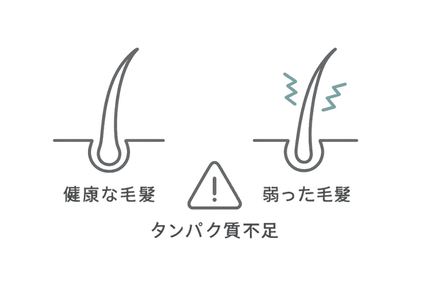 タンパク質不足が髪に与える悪影響のイメージ