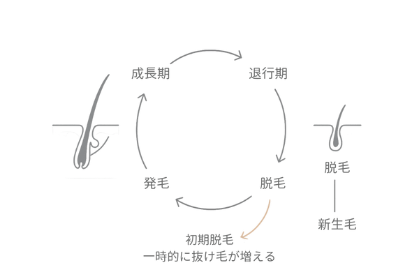 リアップの初期脱毛の仕組み|ヘアサイクルで起こる一時的な抜け毛の図解