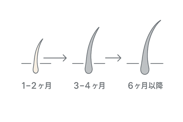 リアップ継続使用での毛周期変化タイムライン