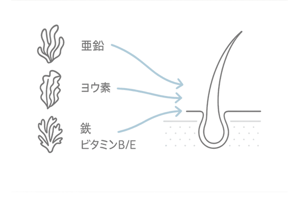 海藻の主要栄養素と髪への役割を示す線画イラスト
