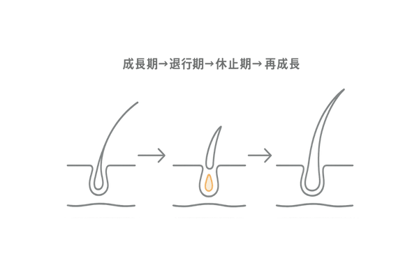 初期脱毛の毛周期メカニズム図
