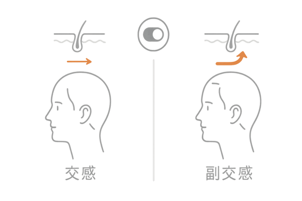 自律神経バランスと頭皮血流の違い|交感神経優位/副交感神経優位の比較図