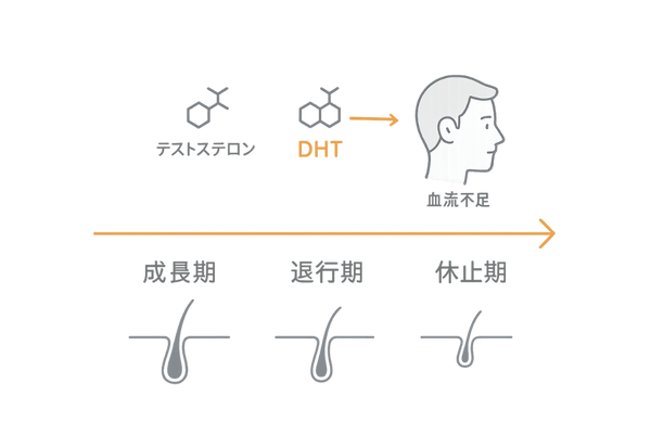 ホルモンと毛髪サイクルの関係図