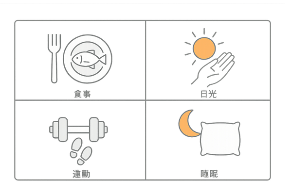 テストステロンとビタミンDを整える4つの生活習慣(食事・日光・運動・睡眠)