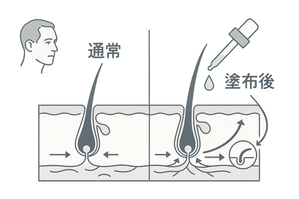 ミノキシジル外用薬の作用機序|血流促進と毛周期の変化イメージ