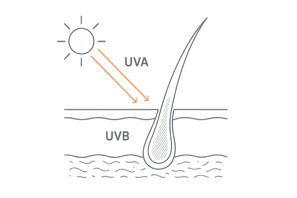 UVAとUVBの到達深度と髪・頭皮への影響(断面イラスト)