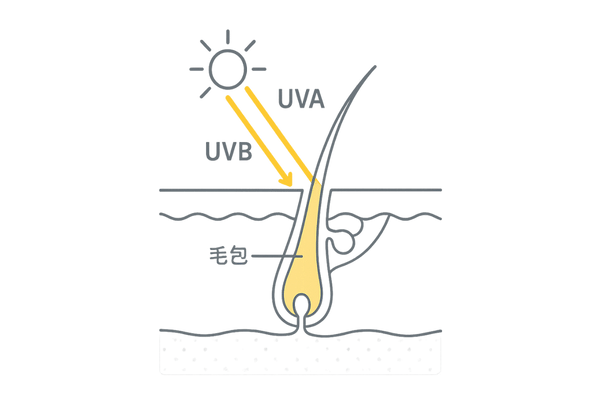 UVA/UVBの到達深度と頭皮・毛包への影響図