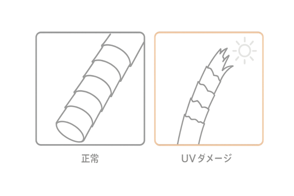 キューティクル損傷の比較(正常毛とUVダメージ毛)