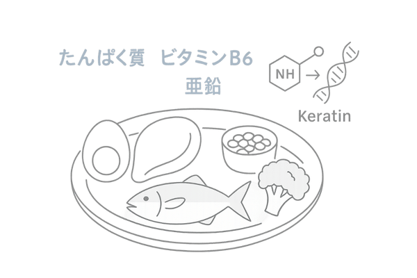 ケラチン合成を助ける高たんぱくバランス食プレート