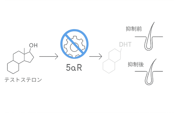 ロペシア(フィナステリド)の作用機序|5αリダクターゼ阻害でDHTを抑制する図解
