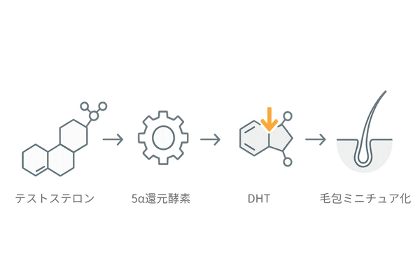 AGAの仕組み|テストステロン→DHT→毛包ミニチュア化の流れ