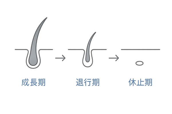 ヘアサイクル図｜成長期・退行期・休止期の流れ