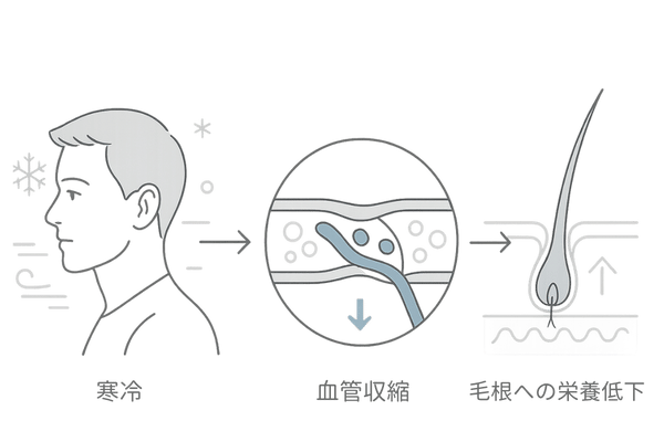 冬の血行不良が髪に与える影響｜冷え→血管収縮→毛根栄養低下の流れ