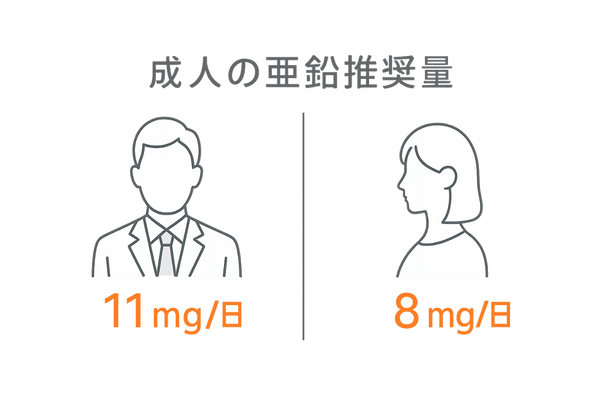 男女別・1日の亜鉛推奨摂取量|男性11mg 女性8mg