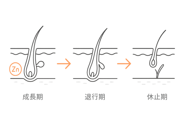 亜鉛と髪の成長サイクルの図解(薄毛改善の基礎)