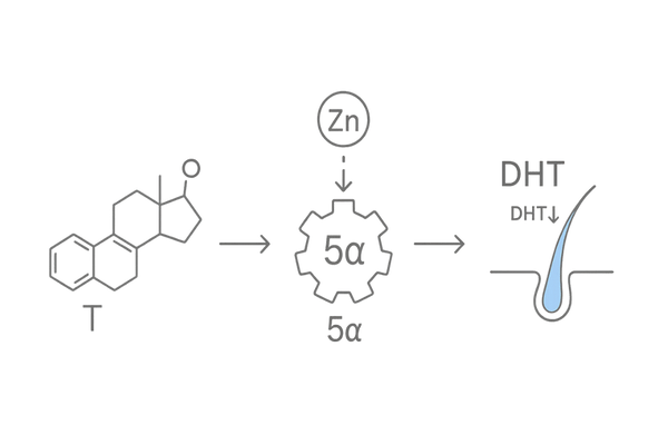 DHTと5α還元酵素を抑える亜鉛のメカニズム(AGAの要点)
