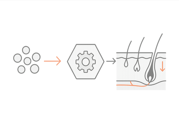 DHTが毛包に作用しヘアサイクルを乱す仕組み図｜AGAの原因
