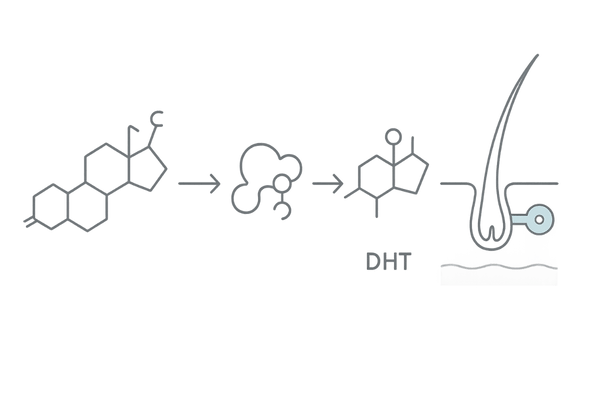 DHT・アンドロゲン受容体・5αリダクターゼによる薄毛メカニズム図(毛包のミニチュア化)