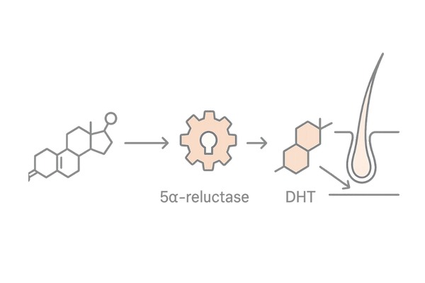 AGAの原因：5αリダクターゼがテストステロンをDHTに変換する仕組み【図解】
