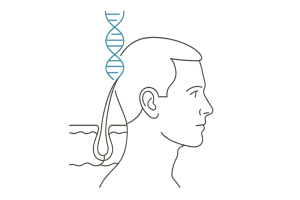 DNA の変異が毛髪成長に影響するイメージ図