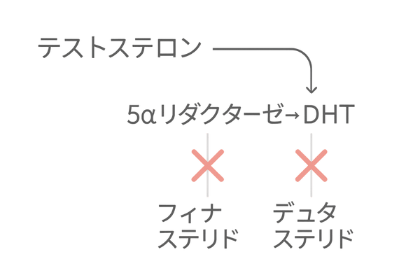 内服薬がDHT生成をブロックする仕組みを示すホルモン図