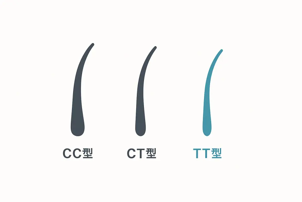 EDAR 遺伝子 タイプは主に3種類(CC型:太め、CT型:中間、TT型:細め)