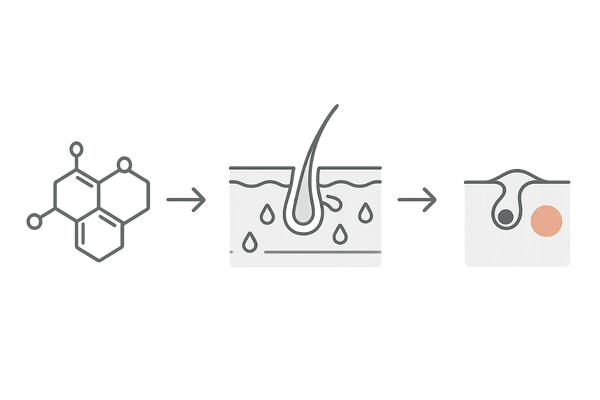 テストステロンが皮脂腺を刺激してニキビを招く仕組み（横長メカニズム図）