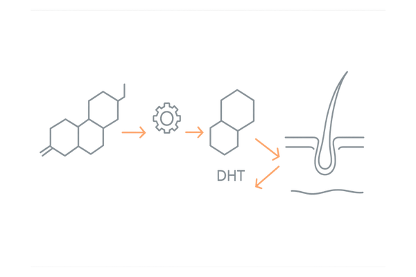 テストステロン→DHTの変換と髭・頭髪への作用メカニズム図